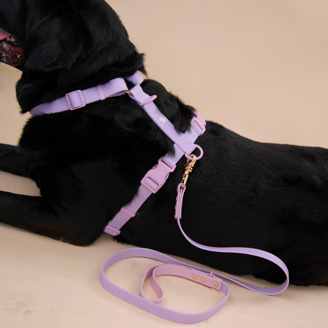Ollie Walkies Classic - LARGE - Full Set (Collar, Harness and Leash Set): Lilac