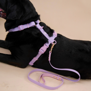 Ollie Walkies Classic - LARGE - Full Set (Collar, Harness and Leash Set): Lilac