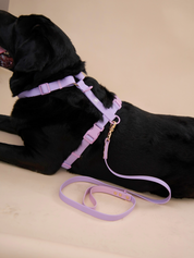 Ollie Walkies Classic - Harness and Leash Set: Lilac