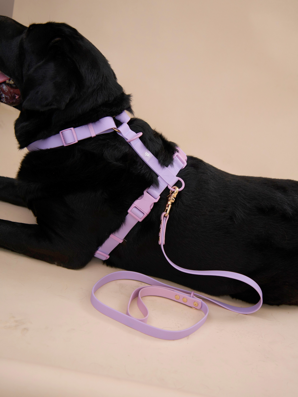 Ollie Walkies Classic - LARGE - Full Set (Collar, Harness and Leash Set): Lilac