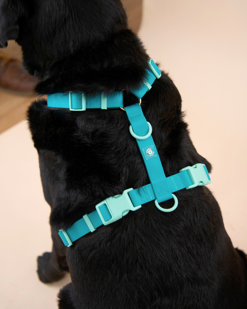 Ollie Walkies Classic - LARGE - Full Set (Collar, Harness and Leash Set): Aqua