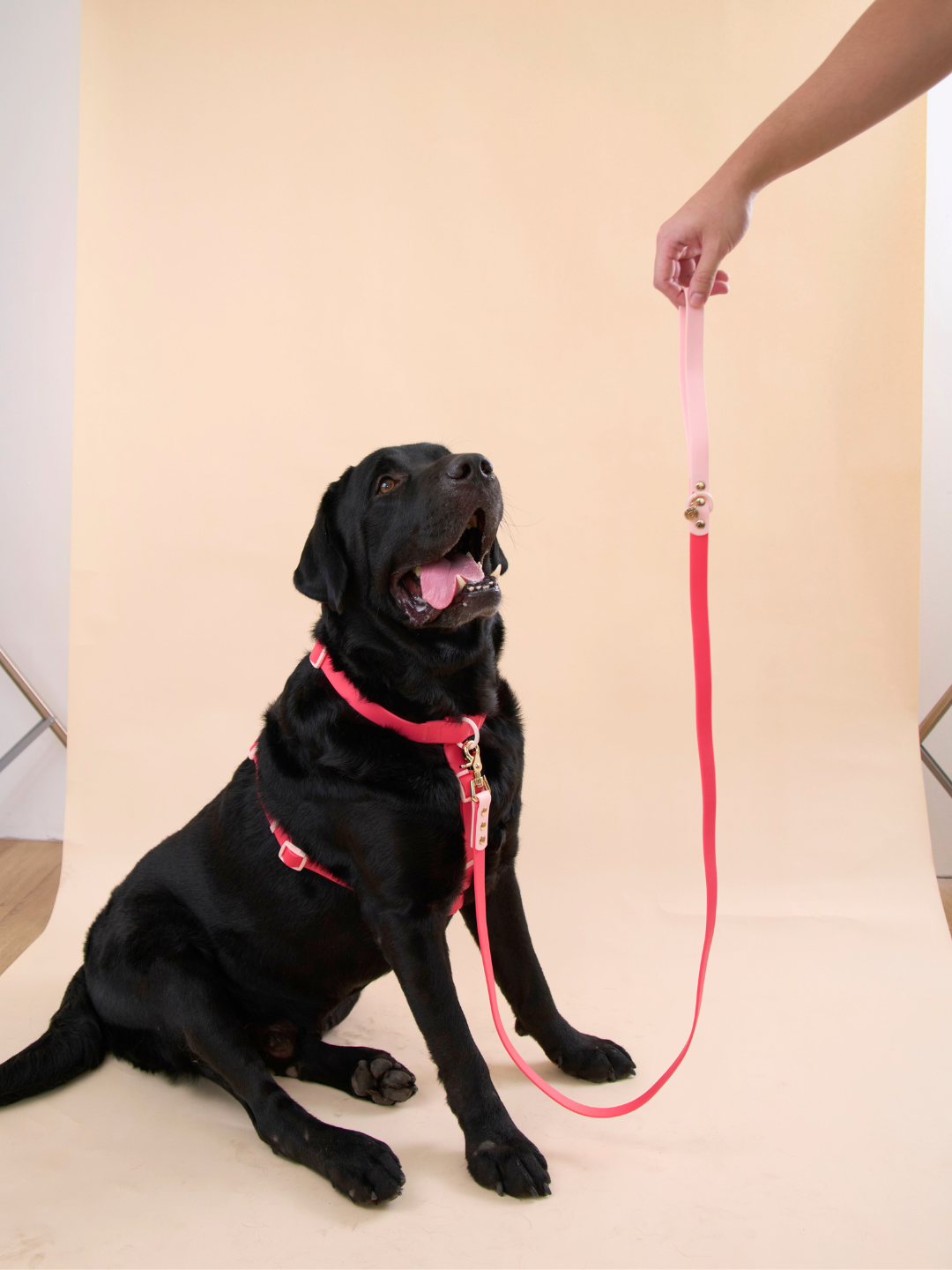 Ollie Walkies Classic - Harness and Leash Set: Watermelon