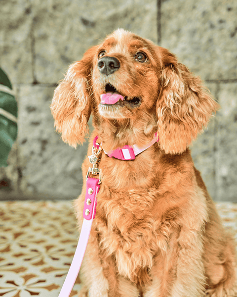 Ollie Walkies Classic - Collar and Leash Set - Hot Pink