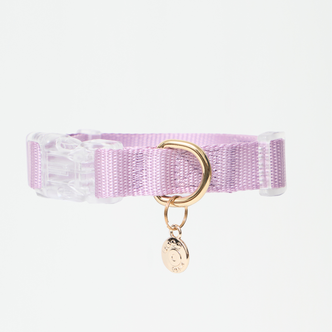 Ollie Walkies: Aero Paw - Amethyst (Collar)