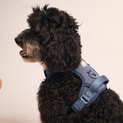 Ollie Walkies:  Body Harness - Navy