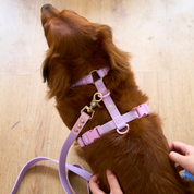 Ollie Walkies Classic - SMALL - Full Set (Collar, Harness and Leash Set): Lilac