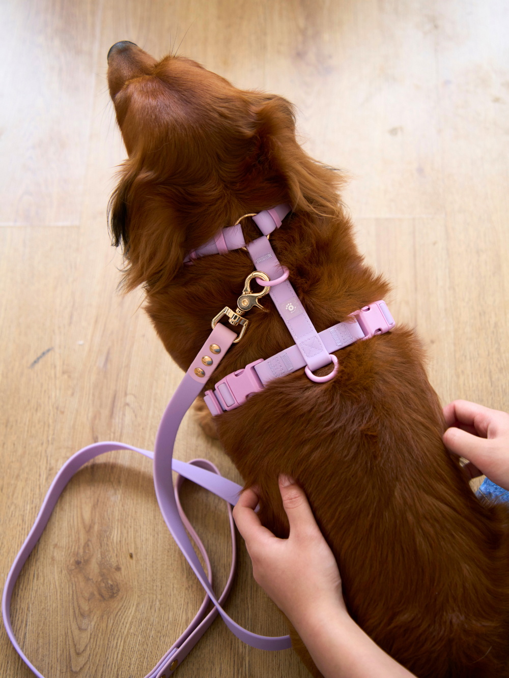 Ollie Walkies Classic - SMALL - Full Set (Collar, Harness and Leash Set): Lilac