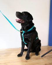 Ollie Walkies Classic - Harness and Leash Set: Aqua