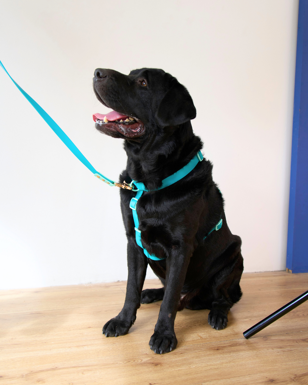 Ollie Walkies Classic - LARGE - Full Set (Collar, Harness and Leash Set): Aqua