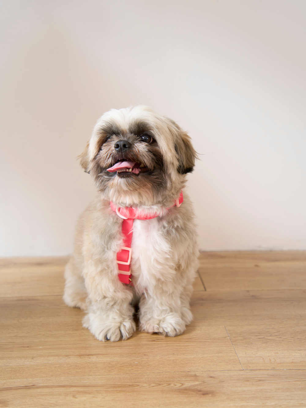 Ollie Walkies Classic - SMALL  - Full Set (Collar, Harness and Leash Set): Watermelon