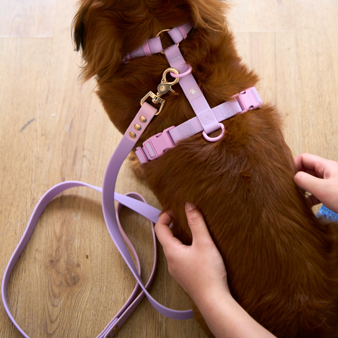 Ollie Walkies Classic - Harness and Leash Set: Lilac