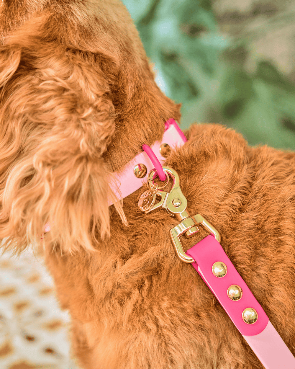 Ollie Walkies Classic - Collar and Leash Set - Hot Pink