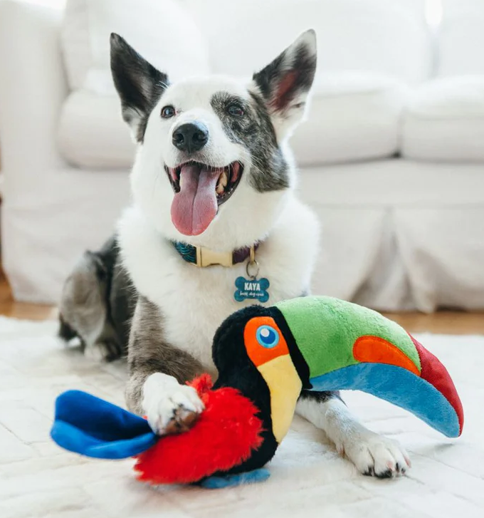 Toto the Toucan
