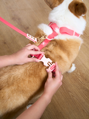 Ollie Walkies Classic - Harness and Leash Set: Watermelon