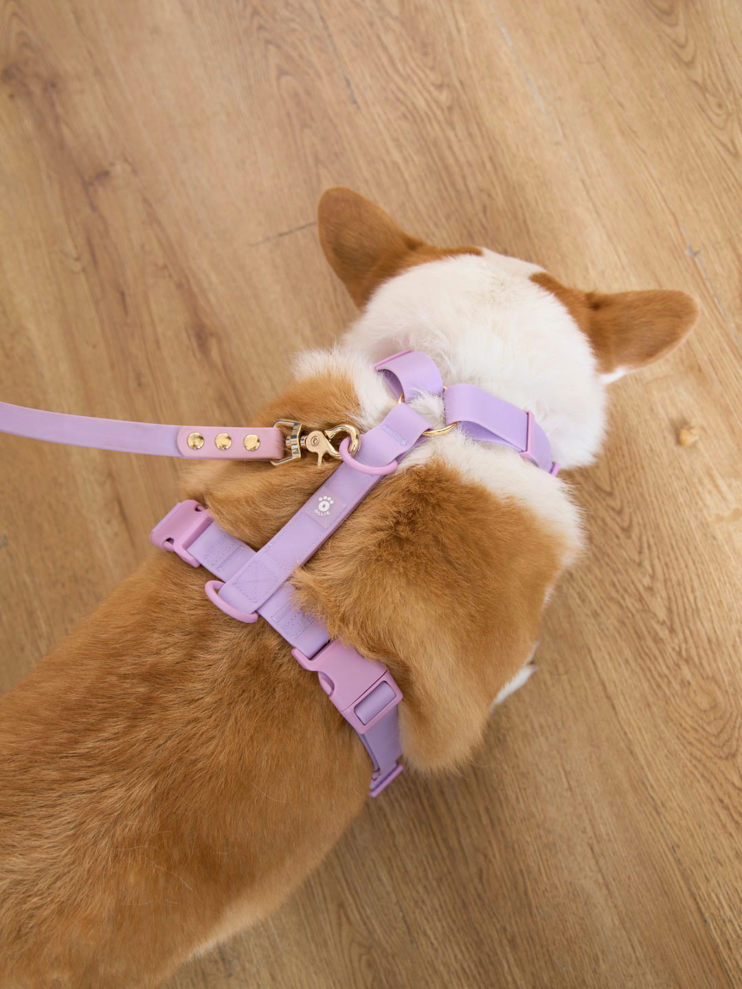 Ollie Walkies Classic - Harness and Leash Set: Lilac
