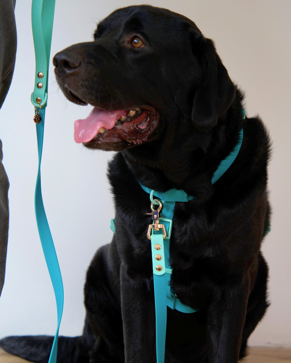 Ollie Walkies Classic - LARGE - Full Set (Collar, Harness and Leash Set): Aqua