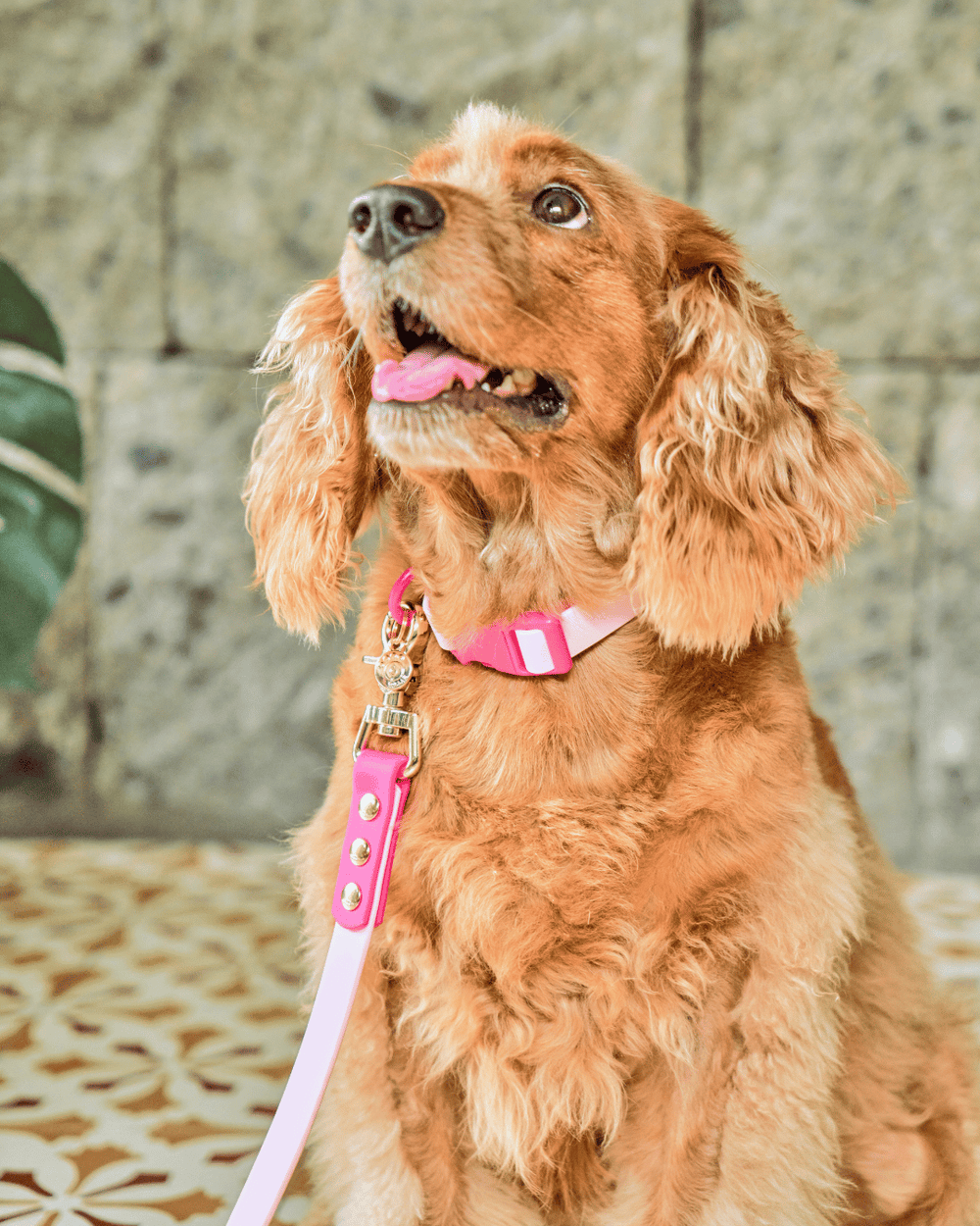 Ollie Walkies Classic - Collar and Leash Set - Hot Pink