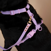 Ollie Walkies Classic - LARGE - Full Set (Collar, Harness and Leash Set): Lilac