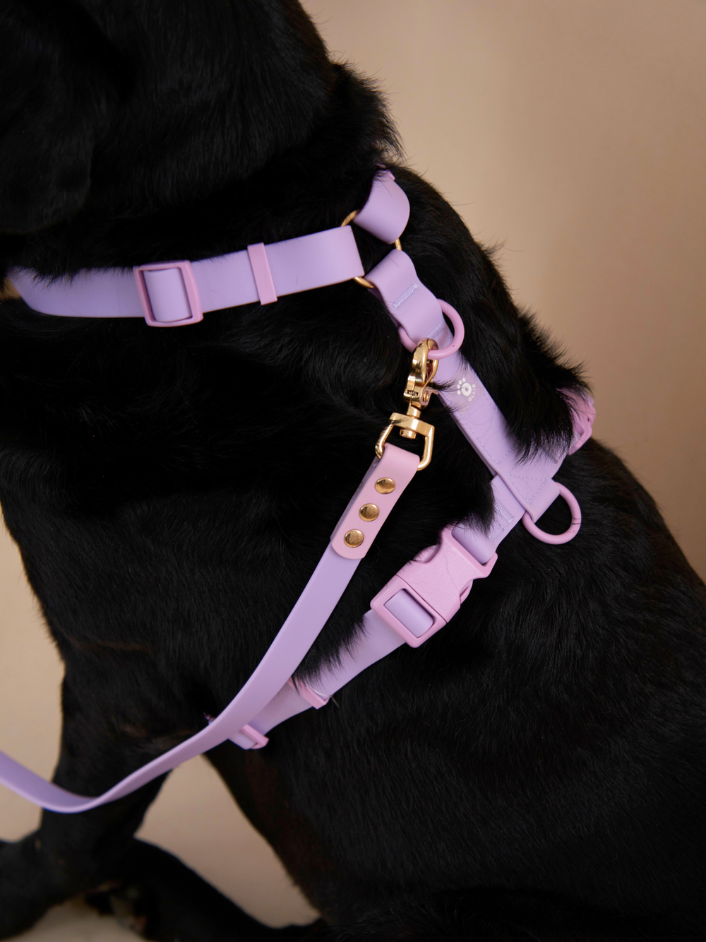 Ollie Walkies Classic - LARGE - Full Set (Collar, Harness and Leash Set): Lilac