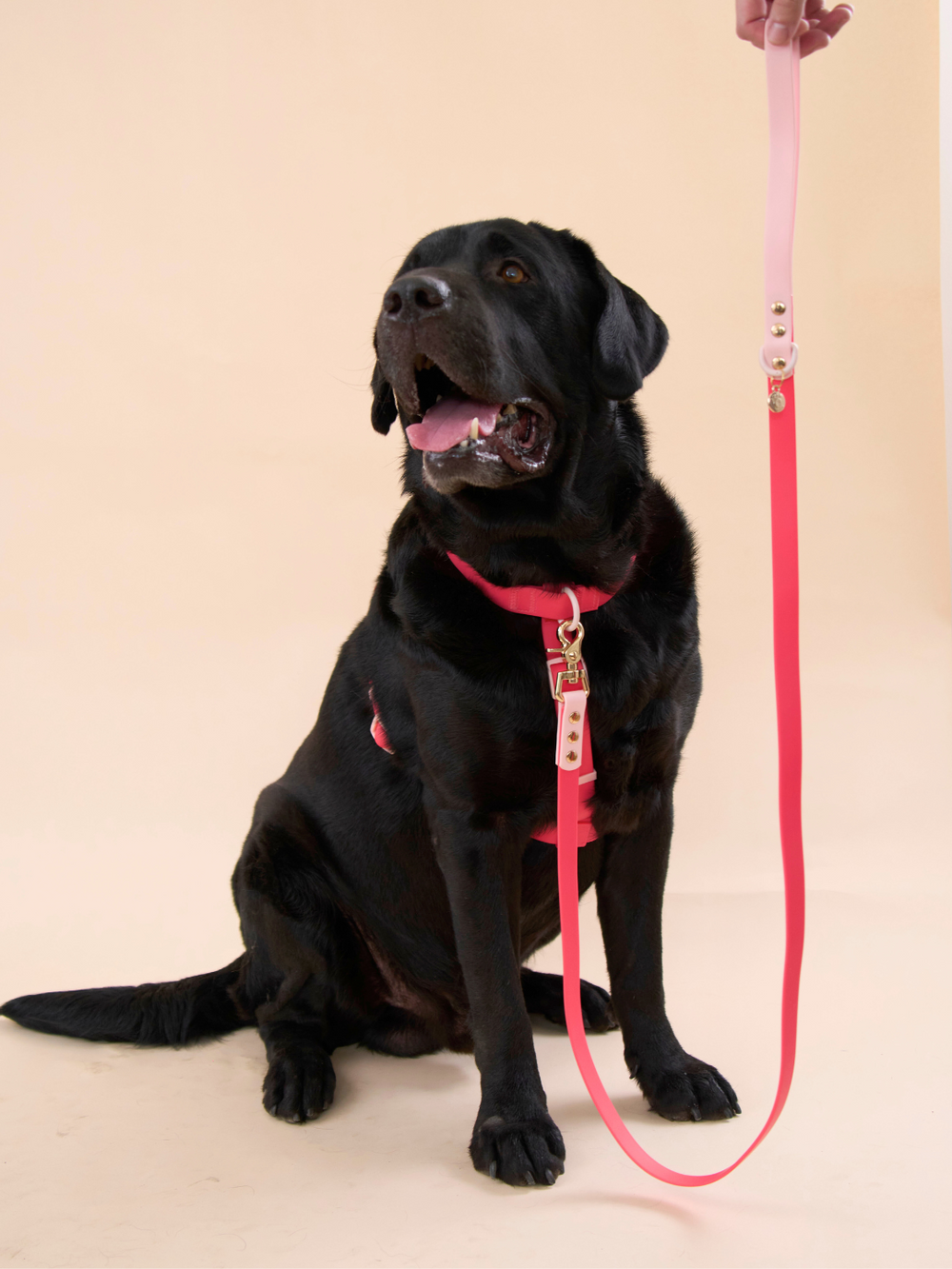 Ollie Walkies Classic - LARGE  - Full Set (Collar, Harness and Leash Set): Watermelon