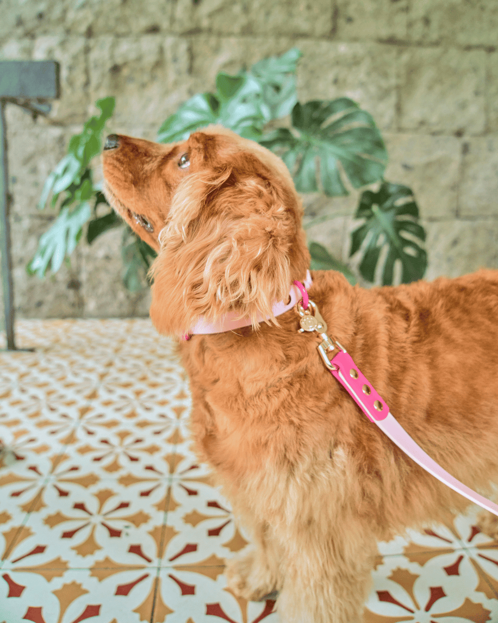 Ollie Walkies Classic - Collar and Leash Set - Hot Pink
