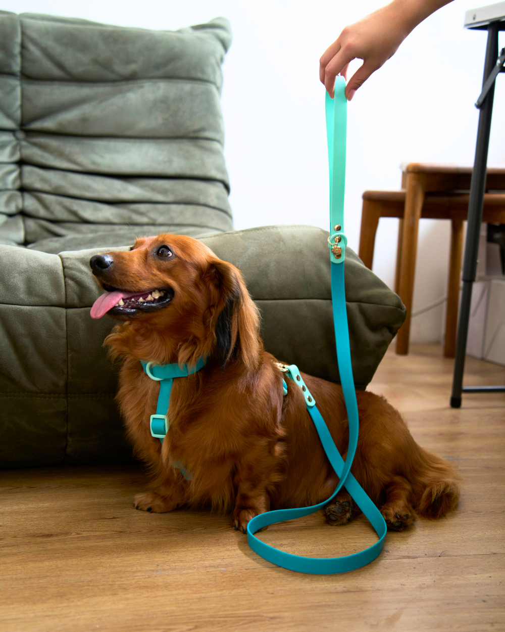 Ollie Walkies Classic - SMALL - Full Set (Collar, Harness and Leash Set): Aqua