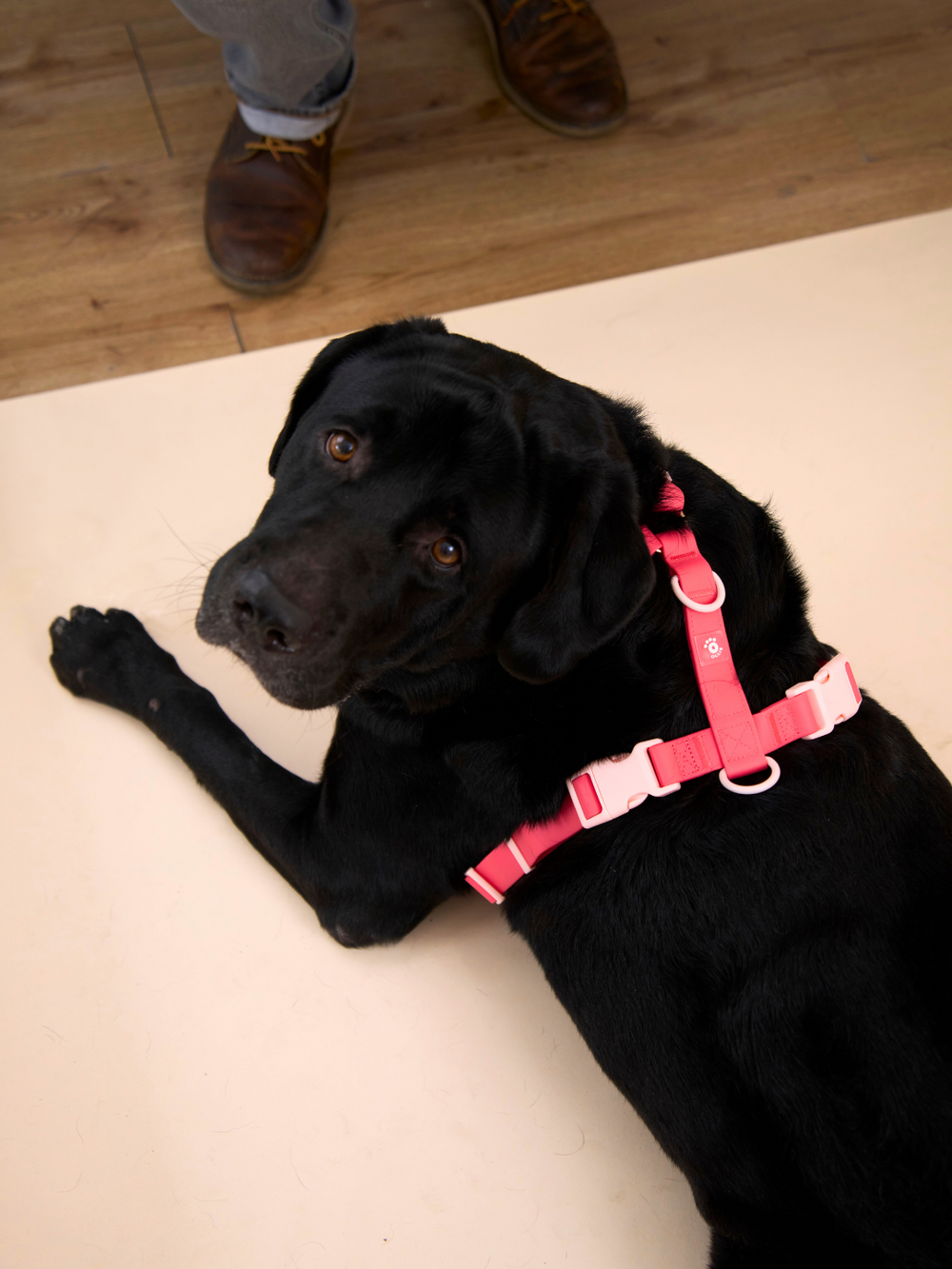 Ollie Walkies Classic - LARGE  - Full Set (Collar, Harness and Leash Set): Watermelon