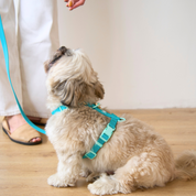 Ollie Walkies Classic - SMALL - Full Set (Collar, Harness and Leash Set): Aqua