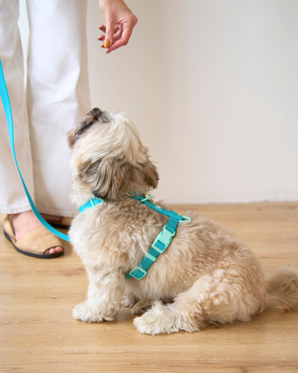 Ollie Walkies Classic - SMALL - Full Set (Collar, Harness and Leash Set): Aqua