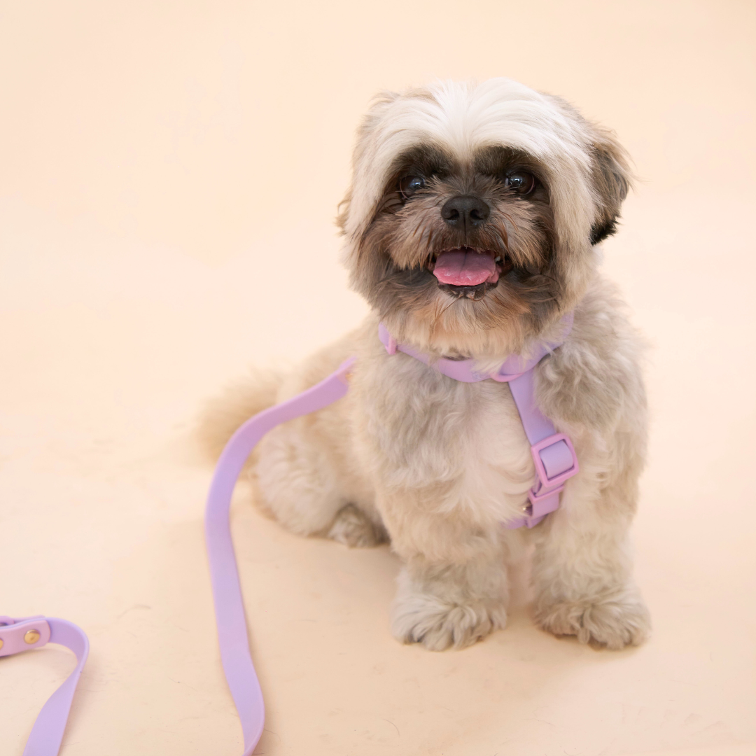 Ollie Walkies Classic - SMALL - Full Set (Collar, Harness and Leash Set): Lilac
