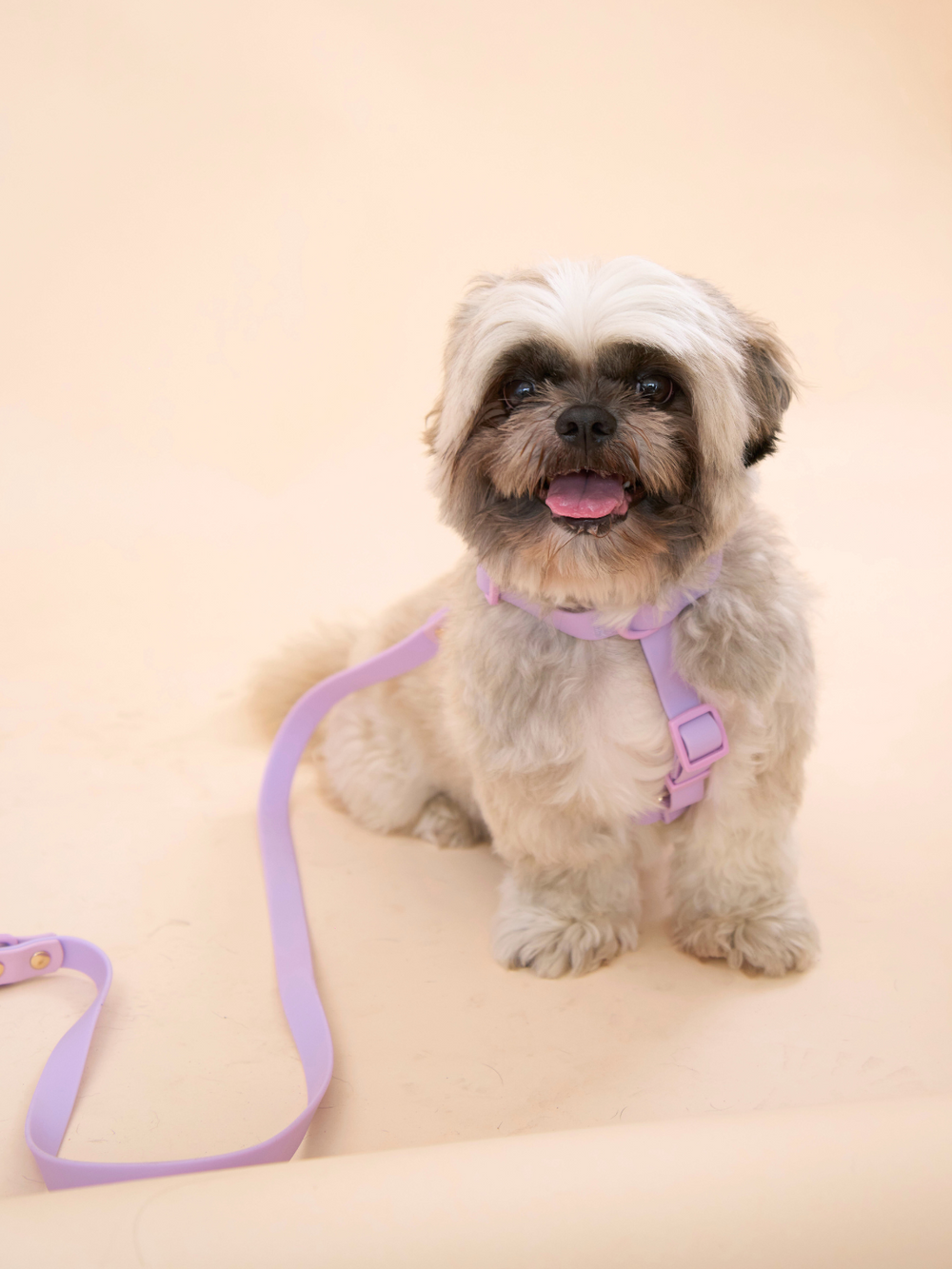 Ollie Walkies Classic - SMALL - Full Set (Collar, Harness and Leash Set): Lilac