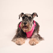 Ollie Walkies: Body Harness - Hot Pink