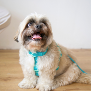 Ollie Walkies Classic - SMALL - Full Set (Collar, Harness and Leash Set): Aqua