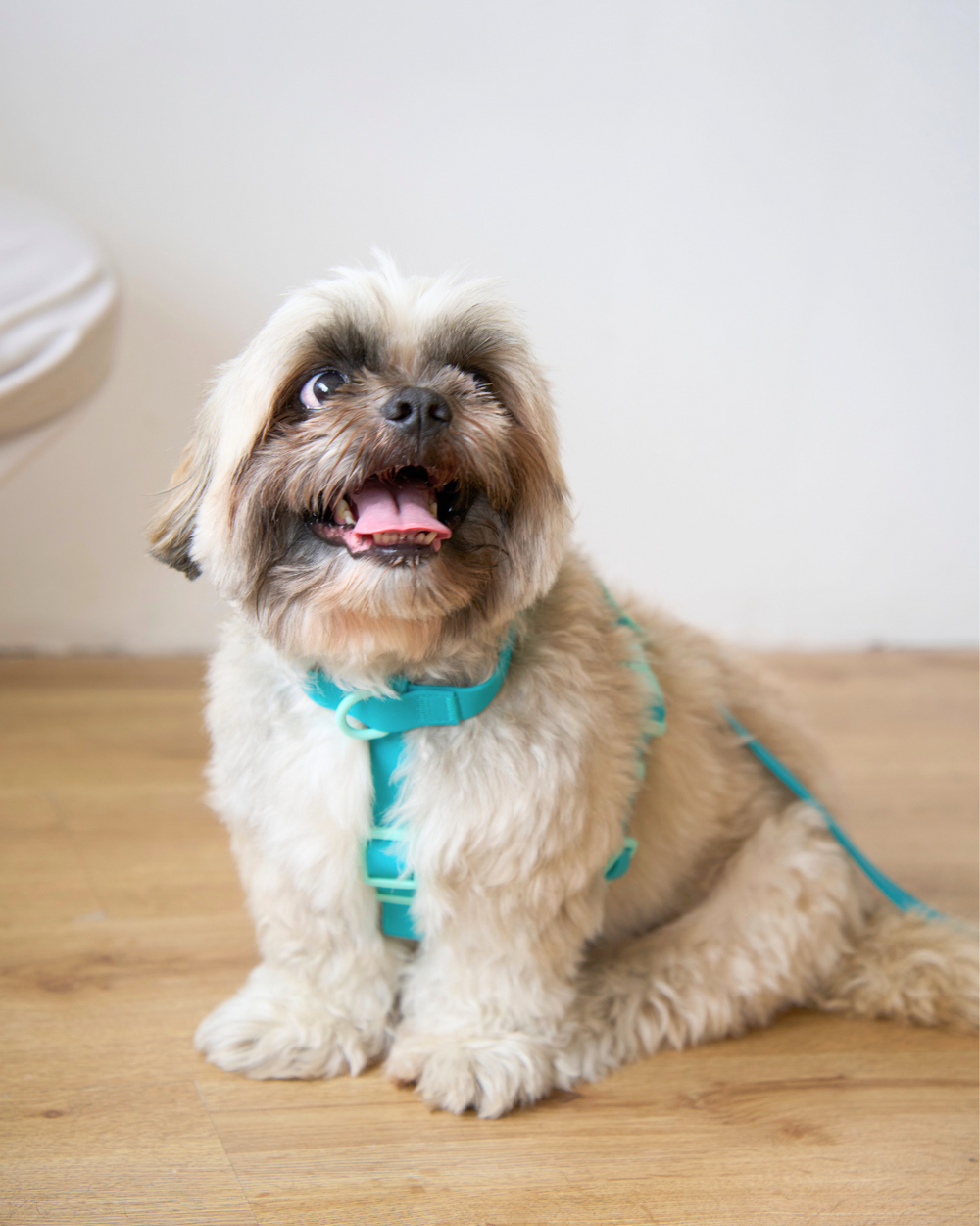 Ollie Walkies Classic - SMALL - Full Set (Collar, Harness and Leash Set): Aqua