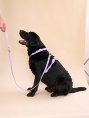 Ollie Walkies Classic - Harness and Leash Set: Lilac