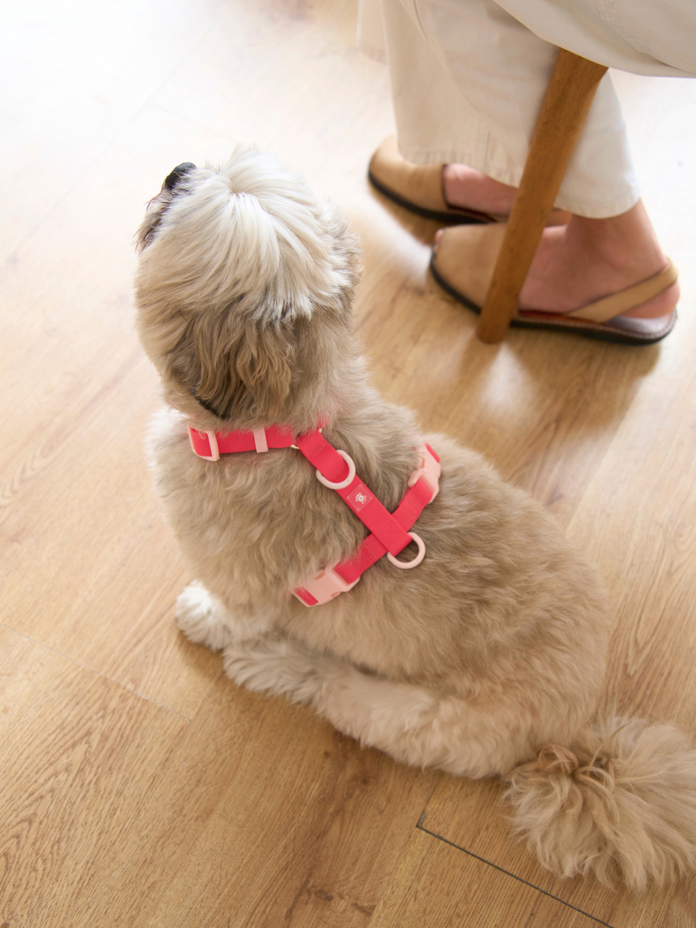 Ollie Walkies Classic - SMALL  - Full Set (Collar, Harness and Leash Set): Watermelon