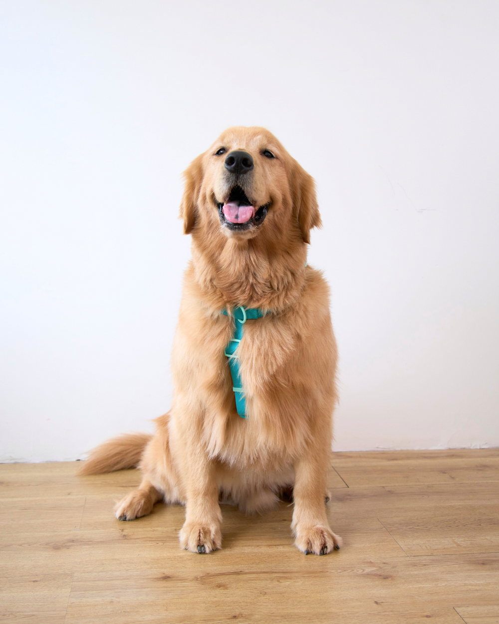 Ollie Walkies Classic - LARGE - Full Set (Collar, Harness and Leash Set): Aqua