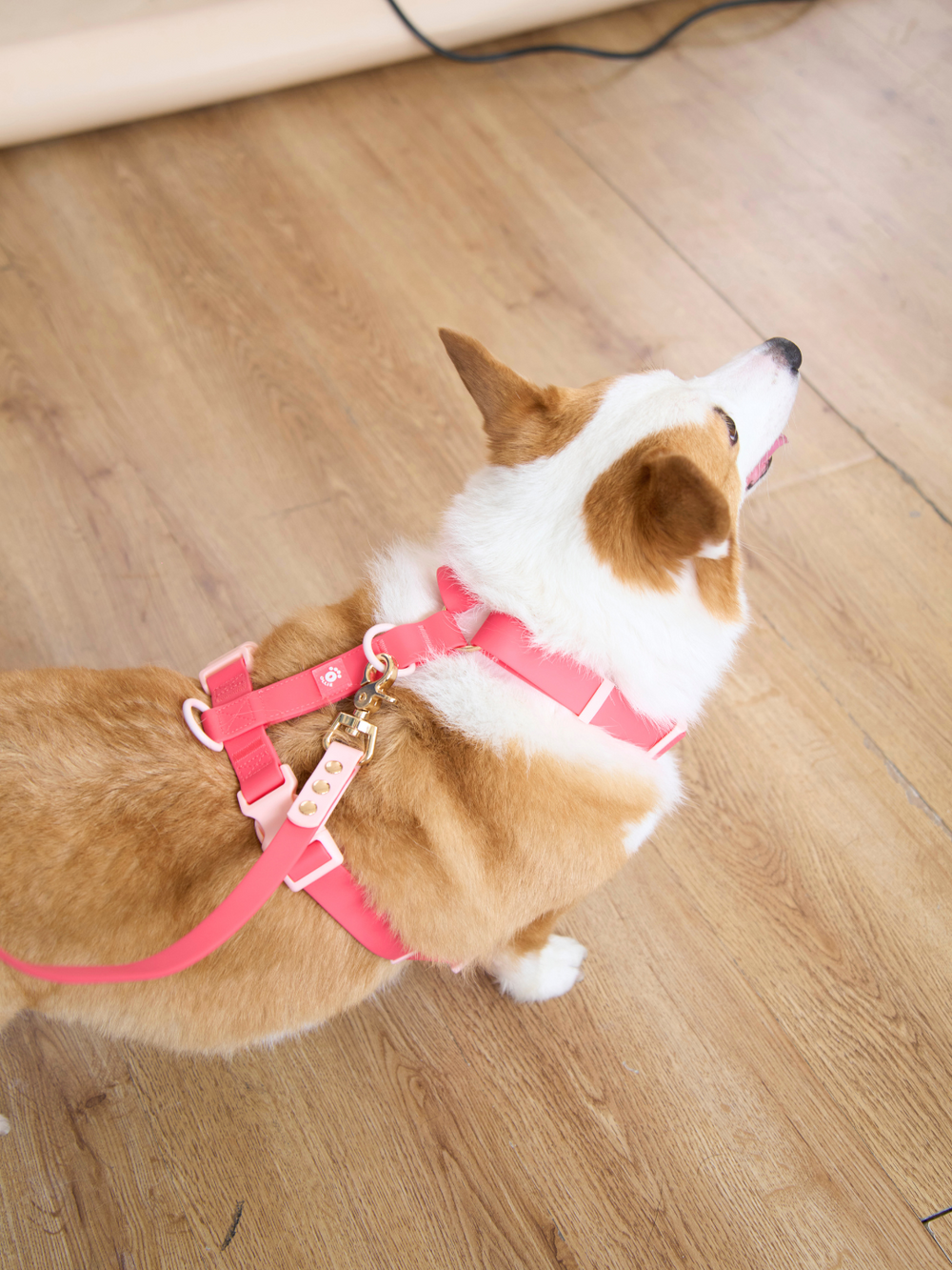 Ollie Walkies Classic - LARGE  - Full Set (Collar, Harness and Leash Set): Watermelon