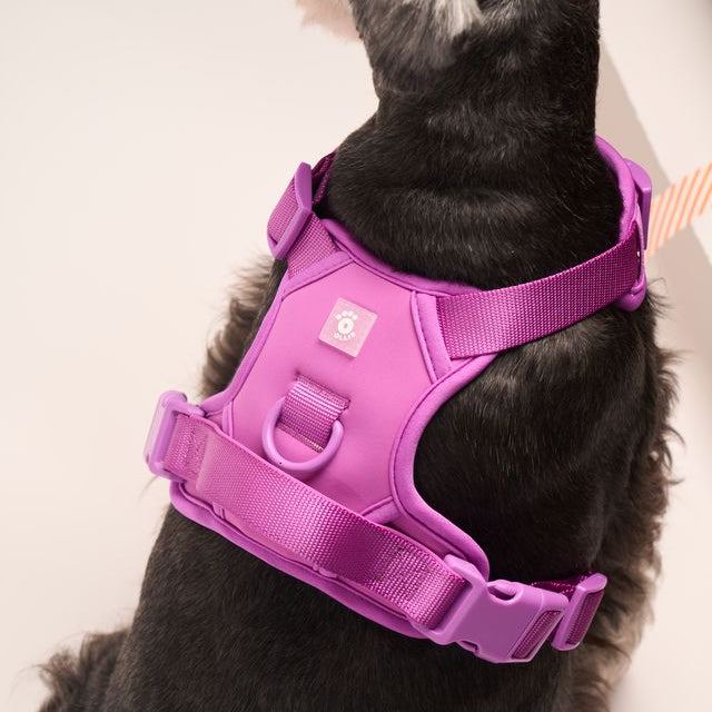 Ollie Walkies: Body Harness - Purple
