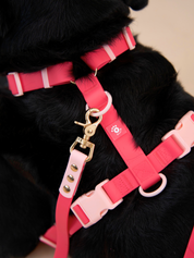 Ollie Walkies Classic - Harness and Leash Set: Watermelon