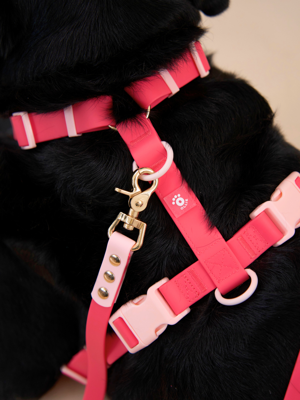 Ollie Walkies Classic - LARGE  - Full Set (Collar, Harness and Leash Set): Watermelon