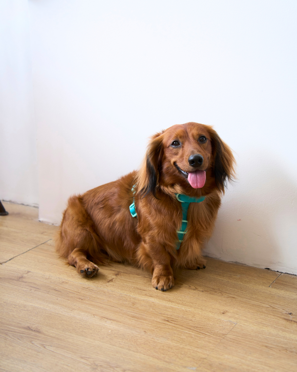 Ollie Walkies Classic - SMALL - Full Set (Collar, Harness and Leash Set): Aqua