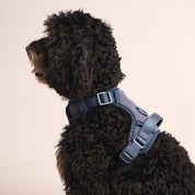Ollie Walkies:  Body Harness - Navy