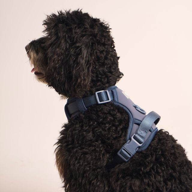 Ollie Walkies:  Body Harness - Navy