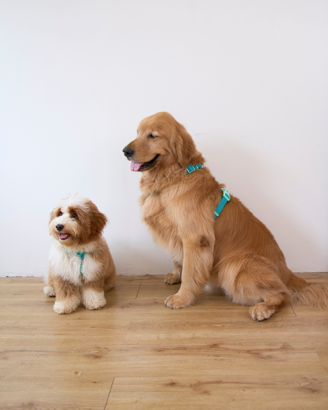 Ollie Walkies Classic - Harness and Leash Set: Aqua