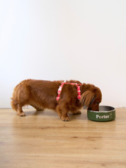 Ollie Walkies Classic - Harness and Leash Set: Watermelon