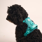 Ollie Walkies:  Body Harness - Teal