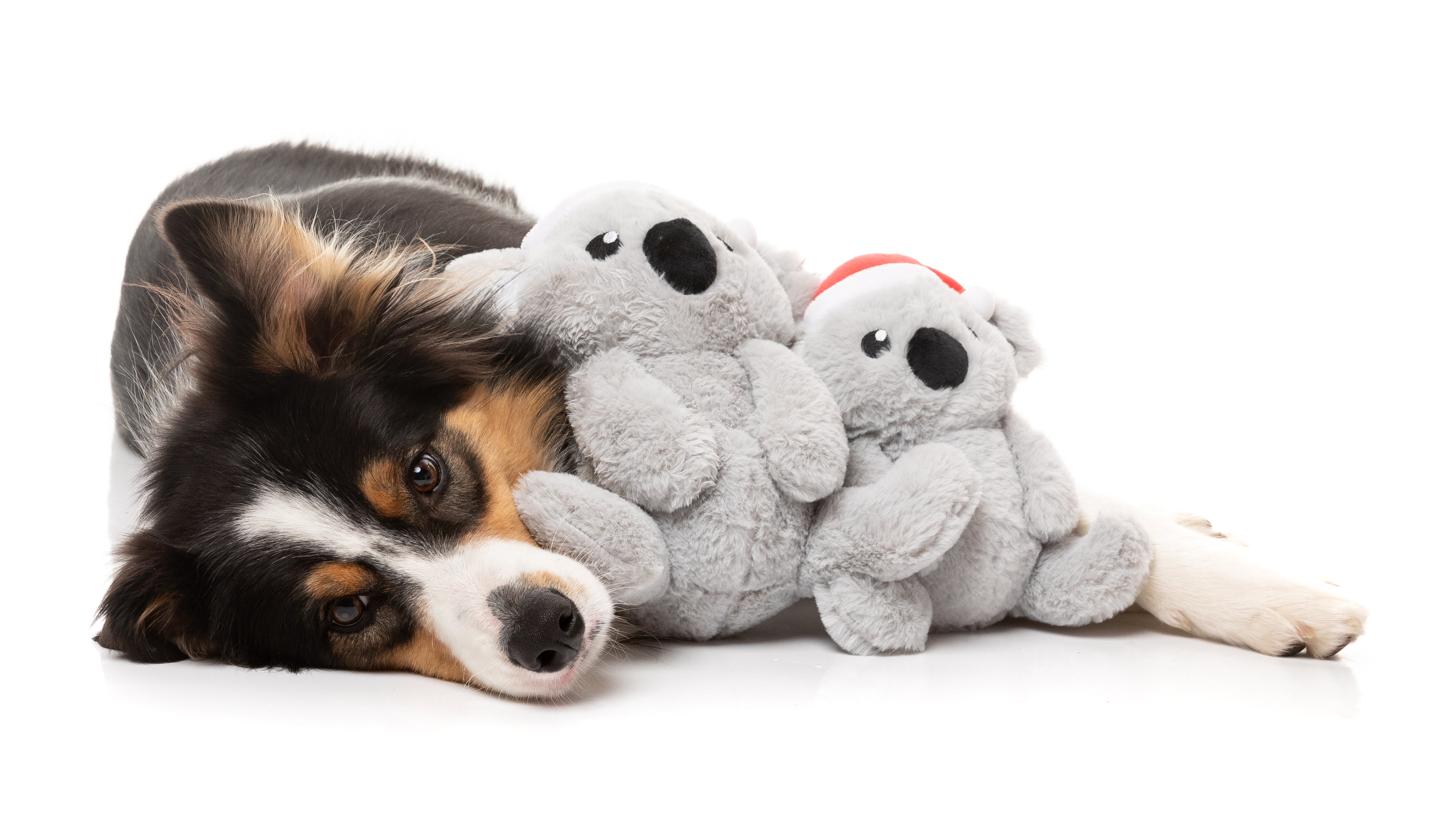 FZT1636-7_Xmas_DogToy_CocoKoalas_02.jpg