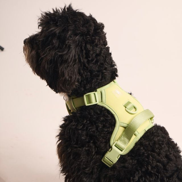 Ollie Walkies: Body Harness - Light Green