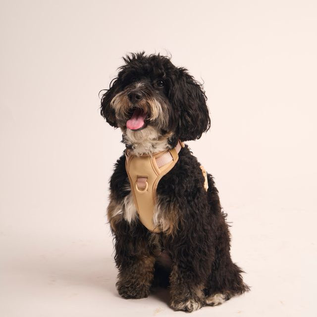 Ollie Walkies: Body Harness - Cinnamon